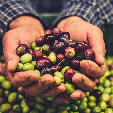 MORETTINI ETRUSCO Oliwa Extra Vergine 1L Włochy Toskania